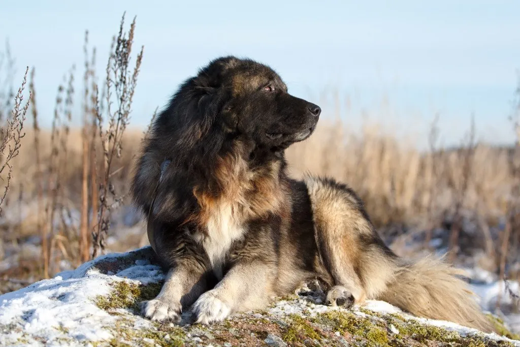 Caucasian Ovcharka
